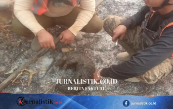 Ketapang Kalimantan Barat: Tim Pemadam Laporkan Trenggiling Mati di Lokasi Karhutla
