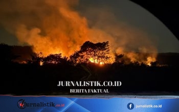 Karhutla di Kaltim Hanguskan 1.260 Hektare, Kukar Terluas