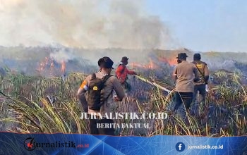 Karhutla Way Kambas Muncul Lagi di Braja Luhur, Lampung Timur Dipastikan Tak Mengancam Habitat Gajah