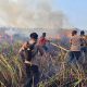 Karhutla Way Kambas Muncul Lagi di Braja Luhur, Lampung Timur Dipastikan Tak Mengancam Habitat Gajah