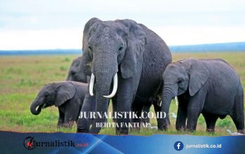 Kematian Gajah di Kenya: Dugaan Keracunan Pestisida dan Misteri Sianida