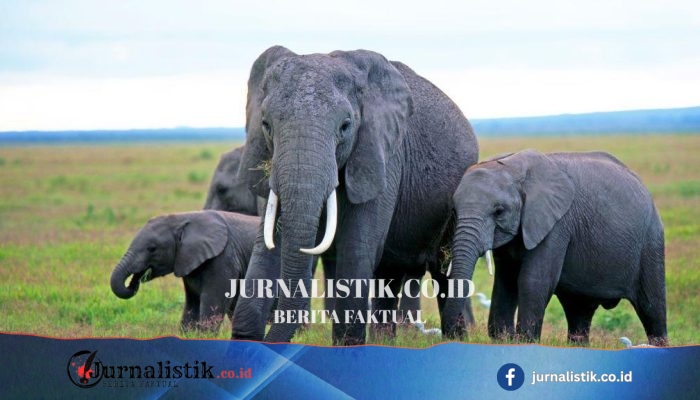 Kematian Gajah di Kenya: Dugaan Keracunan Pestisida dan Misteri Sianida