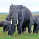 Kematian Gajah di Kenya: Dugaan Keracunan Pestisida dan Misteri Sianida