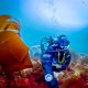 Setelah 40 Tahun, Ilmuwan Memastikan Alga Laut Merah Muda Langka sebagai Spesies Baru