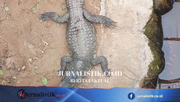 Anak 3 Tahun Korban Serangan Buaya di Huntingdon Pulang dan Mulai Pulih di Rumah