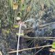 Kebakaran Lahan di Suwawa Timur, Polisi dan Damkar Tangani Pemadaman Api