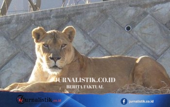 Tiga singa betina mati di Tama Zoo, Jepang; autopsi sebut dehidrasi dan gagal organ akibat panas ekstrem