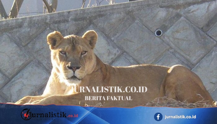 Tiga singa betina mati di Tama Zoo, Jepang; autopsi sebut dehidrasi dan gagal organ akibat panas ekstrem