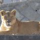 Tiga singa betina mati di Tama Zoo, Jepang; autopsi sebut dehidrasi dan gagal organ akibat panas ekstrem