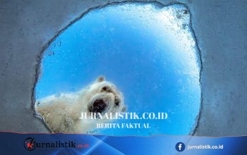 Wildlife Photographer of the Year 2026: Pilihan Foto Terbaik sejauh ini