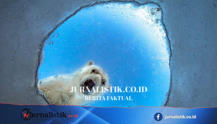 Wildlife Photographer of the Year 2026: Pilihan Foto Terbaik sejauh ini