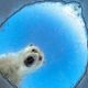 Wildlife Photographer of the Year 2026: Pilihan Foto Terbaik sejauh ini