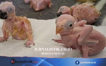 Telur burung paruh di Afrika Selatan menetas setelah tersangka Thailand diduga penyelundup ditangkap di Bandara OR Tambo