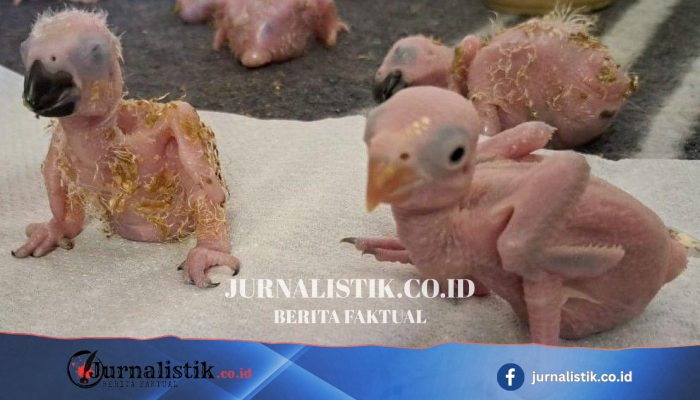 Telur burung paruh di Afrika Selatan menetas setelah tersangka Thailand diduga penyelundup ditangkap di Bandara OR Tambo