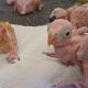 Telur burung beo menetas di Afrika Selatan usai dugaan penyelundup Thailand ditangkap di OR Tambo