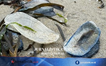 Ratusan Velella velella terdampar di Pantai St Bees, Cumbria