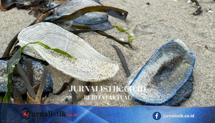 Ratusan Velella velella terdampar di Pantai St Bees, Cumbria