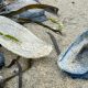 Ratusan Velella velella terdampar di Pantai St Bees, Cumbria