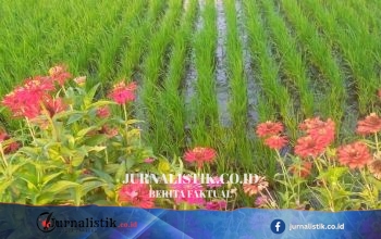 Refugia: Bunga Pendamping untuk Pengendalian Hama Secara Alami bagi Petani