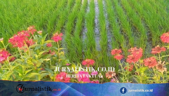 Refugia: Bunga Pendamping untuk Pengendalian Hama Secara Alami bagi Petani