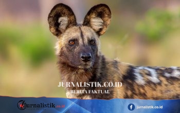 Anjing liar catat perjalanan rekor 2.500 mil melintasi Afrika, tiga bersaudara jadi harapan baru