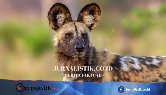 Anjing liar catat perjalanan rekor 2.500 mil melintasi Afrika, tiga bersaudara jadi harapan baru