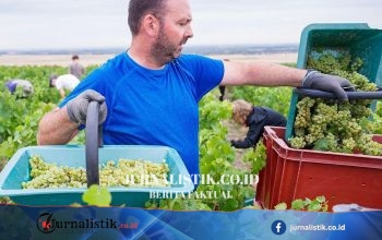 Prancis Izinkan Kadar Alkohol Champagne Capai 15% ABV Usai Musim Panas Ekstrem