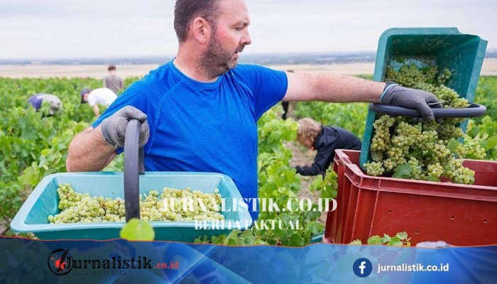 Prancis Izinkan Kadar Alkohol Champagne Capai 15% ABV Usai Musim Panas Ekstrem