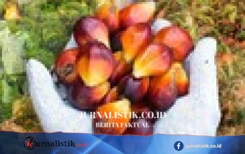 Harga CPO Menguat karena El Nino, MPOB 10 September Jadi Acuan