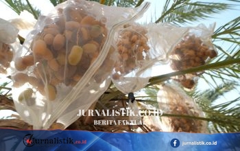 Petani Kurma di Tepi Barat Pertimbangkan Dampak Sanksi Inggris bagi Pemukim Israel