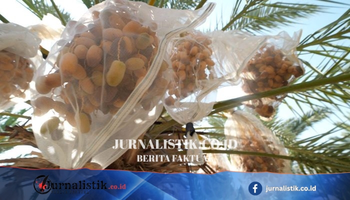Petani Kurma di Tepi Barat Pertimbangkan Dampak Sanksi Inggris bagi Pemukim Israel