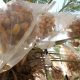 Petani Kurma di Tepi Barat Pertimbangkan Dampak Sanksi Inggris bagi Pemukim Israel