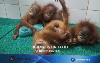 Lima orangutan bayi ditemukan di hutan Odisha, penyelidikan dugaan penyelundupan satwa dimulai