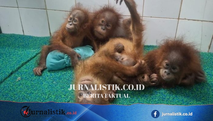 Lima orangutan bayi ditemukan di hutan Odisha, penyelidikan dugaan penyelundupan satwa dimulai
