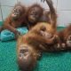 Lima orangutan bayi ditemukan di hutan Odisha, penyelidikan dugaan penyelundupan satwa dimulai