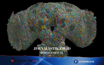 Peta koneksi otak lalat beri petunjuk autisme dan skizofrenia