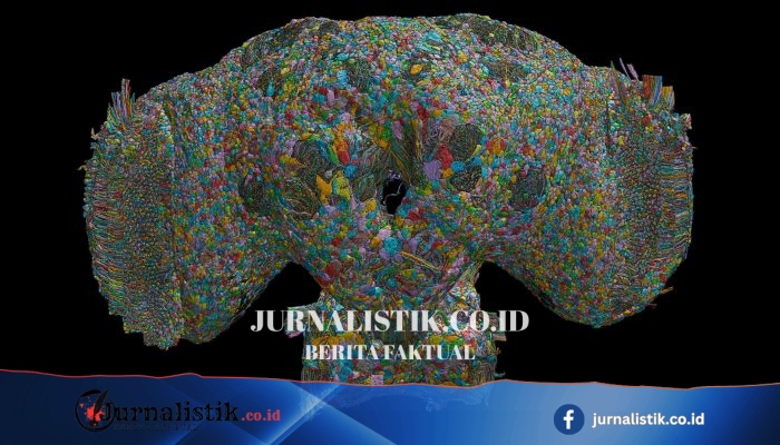 Peta koneksi otak lalat beri petunjuk autisme dan skizofrenia
