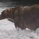 Backpack Dinobatkan Juara Fat Bear Week di Alaska, Kalahkan “910” di Final
