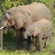 Studi di Mount Elgon: gajah afrika memilih tanaman obat saat sakit