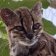 Studi DNA mengonfirmasi kucing liar berbintik Bolivia, Leopardus tilcayo (Tigrino), sebagai spesies baru