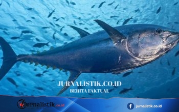 Which? Peringatkan Skimpflation: Pengganti Makerel Kalengan, Makerel Jack, Makin Marak di Supermarket