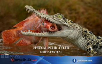 Ye Lin Didakwa Terkait Foto Buaya AI yang Memicu Operasi Pencarian di Waduk Pandan