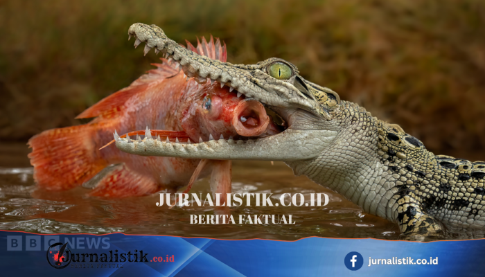 Ye Lin Didakwa Terkait Foto Buaya AI yang Memicu Operasi Pencarian di Waduk Pandan