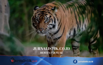 Chester Zoo mengakui salah pasang tiket “child predator tour” untuk singa dan harimau