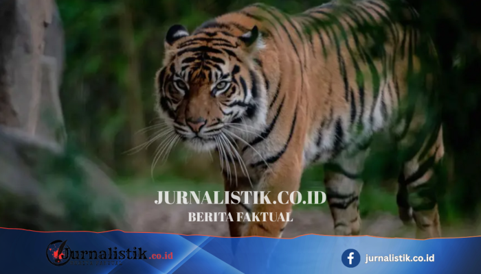 Chester Zoo mengakui salah pasang tiket “child predator tour” untuk singa dan harimau