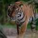 Chester Zoo mengakui salah pasang tiket “child predator tour” untuk singa dan harimau