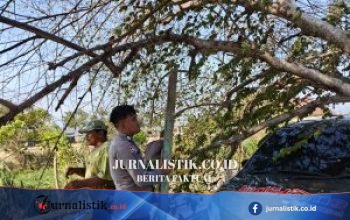 Polisi Evakuasi Pohon Tumbang yang Timpa Mobil di Desa Bulota, Tidak Ada Korban