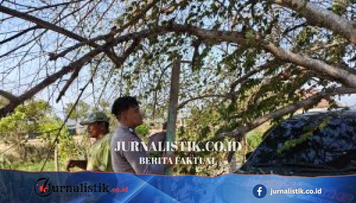 Polisi Evakuasi Pohon Tumbang yang Timpa Mobil di Desa Bulota, Tidak Ada Korban