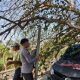 Polisi Evakuasi Pohon Tumbang yang Timpa Mobil di Desa Bulota, Tidak Ada Korban