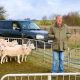11 Domba Dicuri dari Peternakan Jeremy Clarkson di Chadlington, Polisi Minta Keterangan